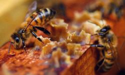 Как умные технологии могут помочь спасти медоносных пчел в мире