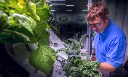 Россия изобретает новый способ выращивания овощей в космосе