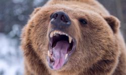 Можно ли выжить после нападения медведя?