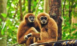 Эксплуатация обезьян в Таиланде