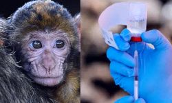 Как вакцинация обезьян может остановить пандемию