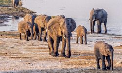 Слоновья катастрофа в Ботсване